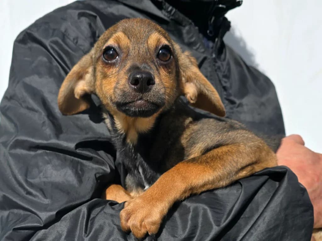 Nico, male puppy Dachshund for adoption at Tierschutzverein Furbys FellFreunde, Bornheim