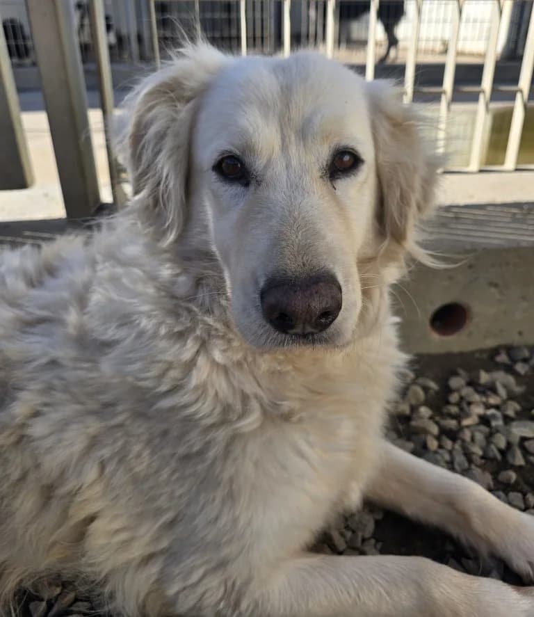 Miriam, female Mixed Breed for adoption at Tierschutzverein Furbys FellFreunde, Bornheim