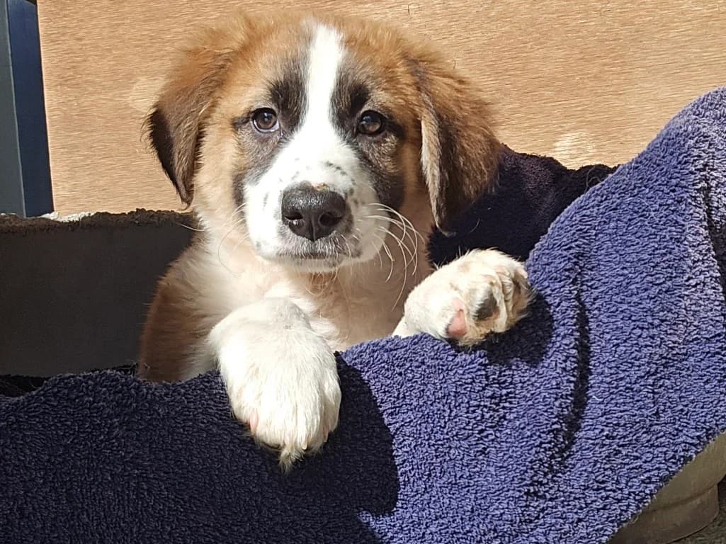 Eveline, female puppy Mixed Breed for adoption at Tierschutzverein Furbys FellFreunde, Bornheim