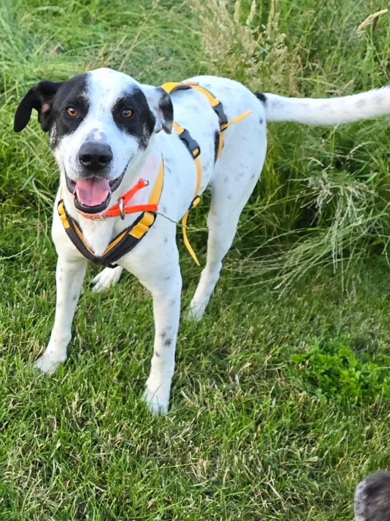 Diddo, male Labrador Retriever for adoption at Tierschutzverein Furbys FellFreunde, Bornheim