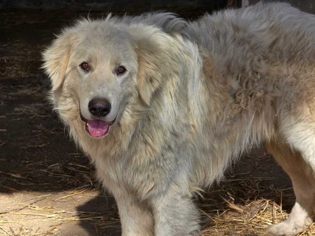 Aaron, male German Shepherd for adoption at Tierschutzverein Furbys FellFreunde, Bornheim