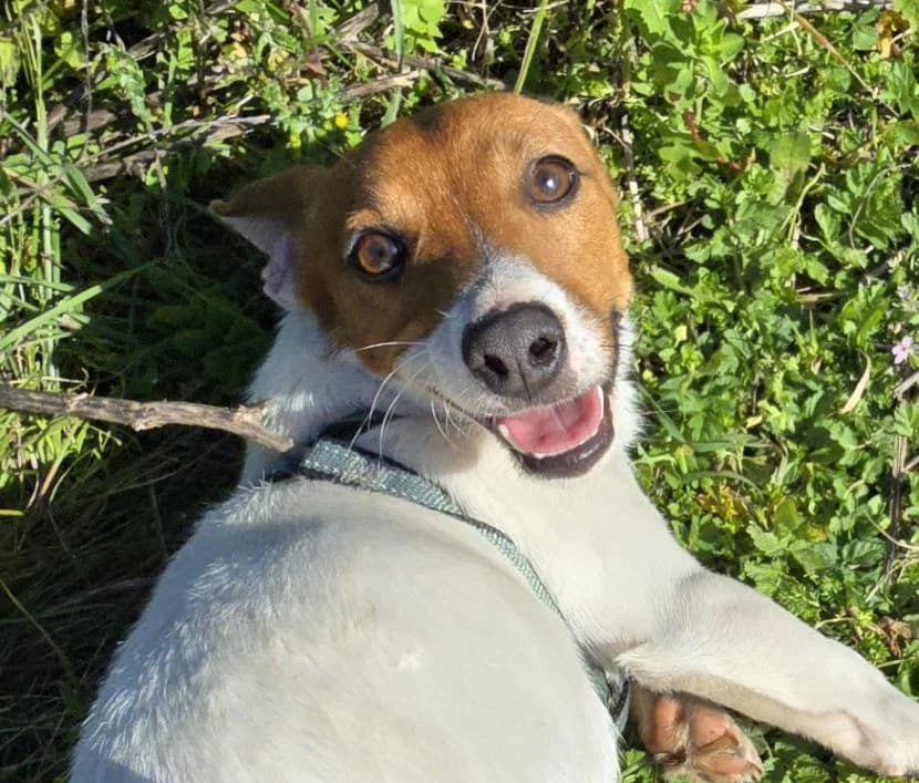 Dennis, male Jack Russell Terrier for adoption at Tierschutzverein Furbys FellFreunde, Bornheim