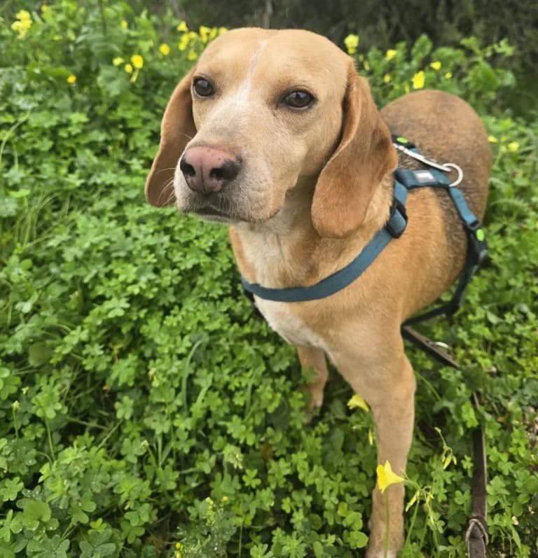 Bobo, male Beagle for adoption at Tierschutzverein Furbys FellFreunde, Bornheim