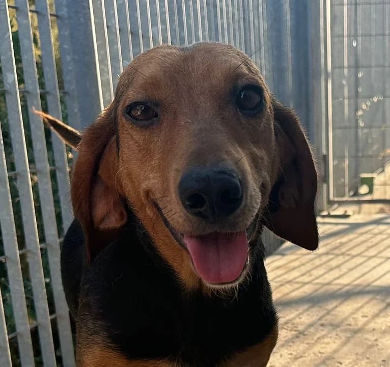 Fine, female young Mixed Breed for adoption at Tierschutzverein Furbys FellFreunde, Bornheim