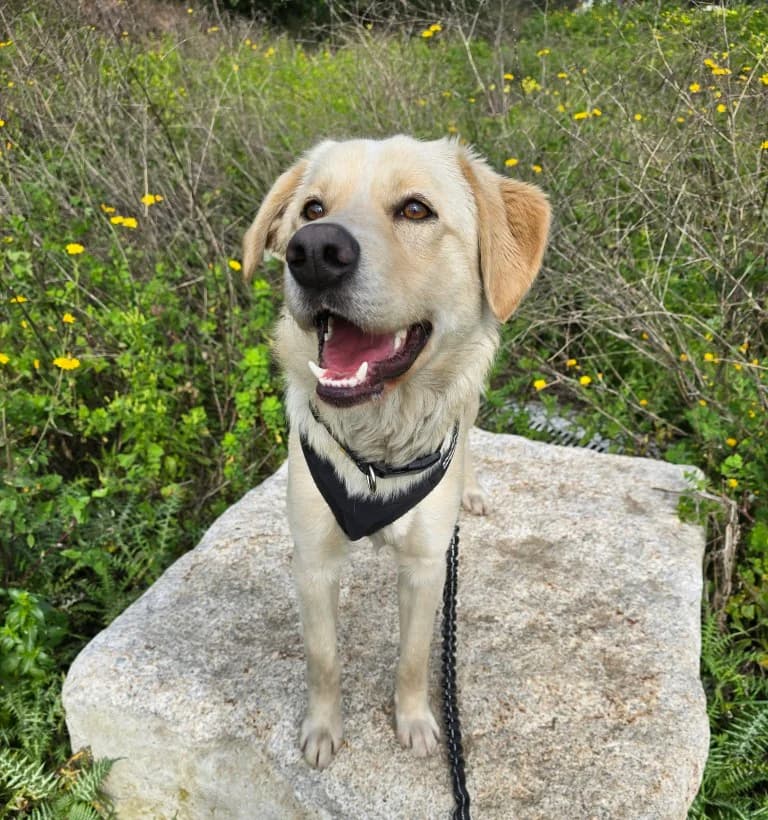 Lapo, male Labrador Retriever for adoption at Tierschutzverein Furbys FellFreunde, Bornheim