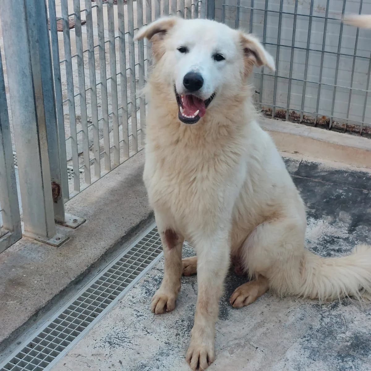 Dodi, male Mixed Breed for adoption at Tierschutzverein Furbys FellFreunde, Bornheim