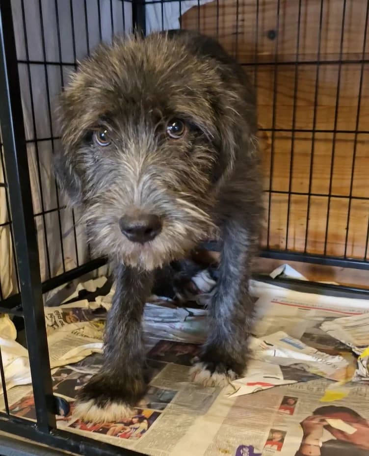 Astra, female Mixed Breed for adoption at Tierschutzverein Furbys FellFreunde, Bornheim