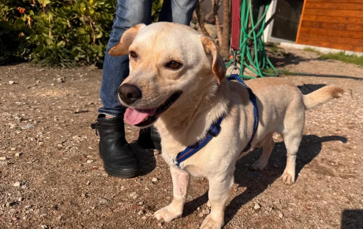 Pinotto, male Labrador Retriever for adoption at Tierschutzverein Furbys FellFreunde, Bornheim