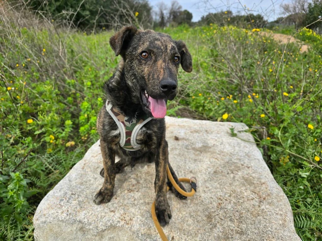 Rosino, male Mixed Breed for adoption at Tierschutzverein Furbys FellFreunde, Bornheim