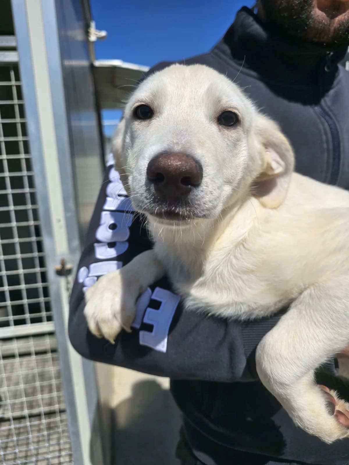Liz, female puppy Labrador Retriever for adoption at Tierschutzverein Furbys FellFreunde, Bornheim