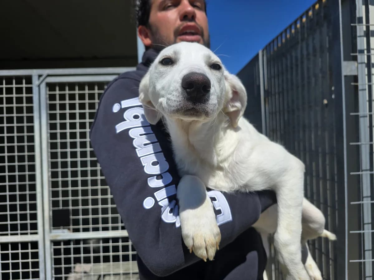 Lea, female puppy Labrador Retriever for adoption at Tierschutzverein Furbys FellFreunde, Bornheim