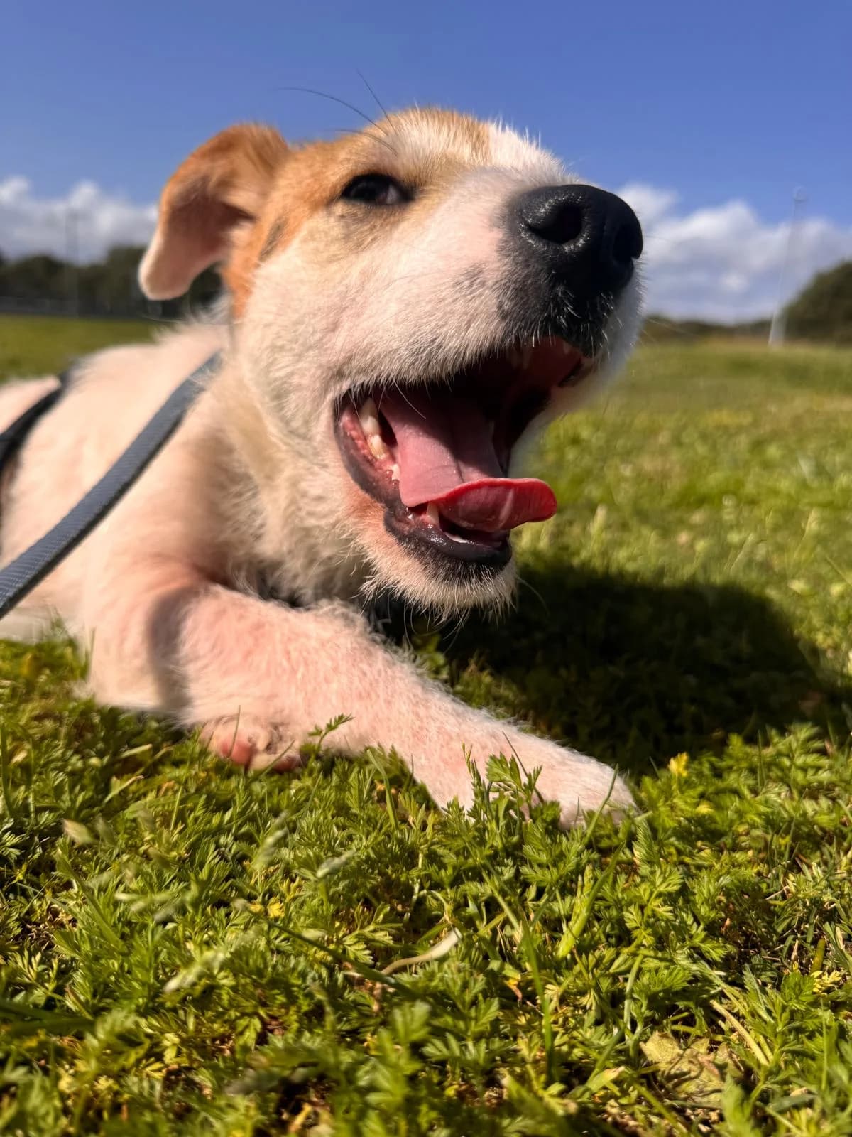 Gegina, female puppy Jack Russell Terrier for adoption at Tierschutzverein Furbys FellFreunde, Bornheim