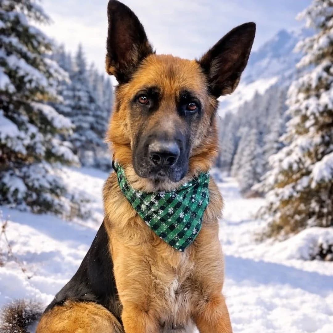 Lina, female German Shepherd for adoption at Tierschutzverein Furbys FellFreunde, Bornheim