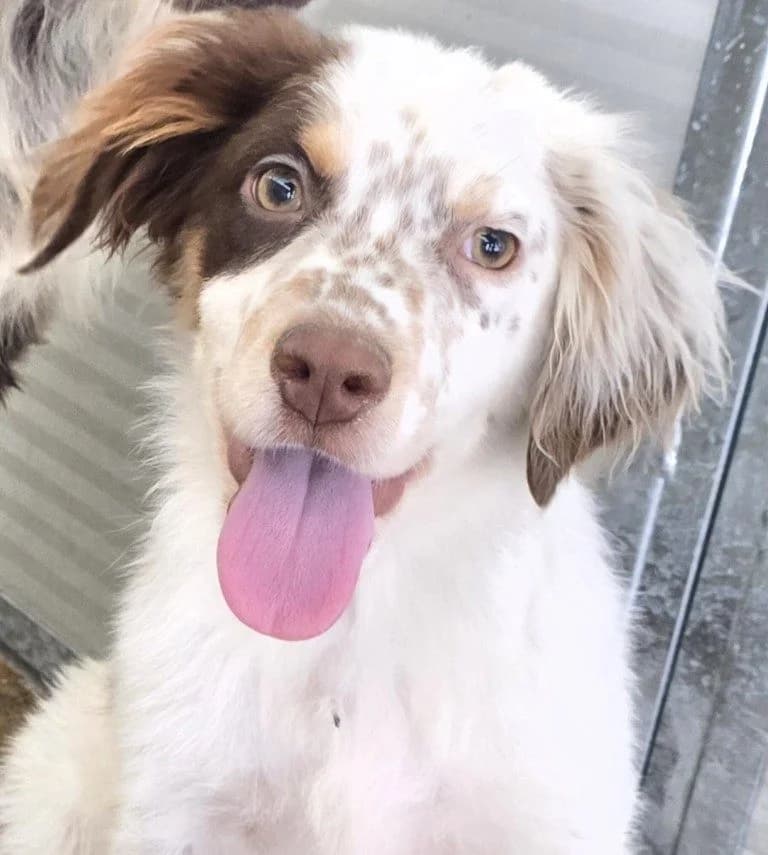Lello, male puppy Brittany Spaniel for adoption at Tierschutzverein Furbys FellFreunde, Bornheim
