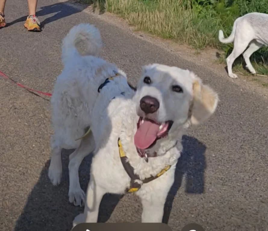Sebastian, male Mixed Breed for adoption at Tierschutzverein Furbys FellFreunde, Bornheim