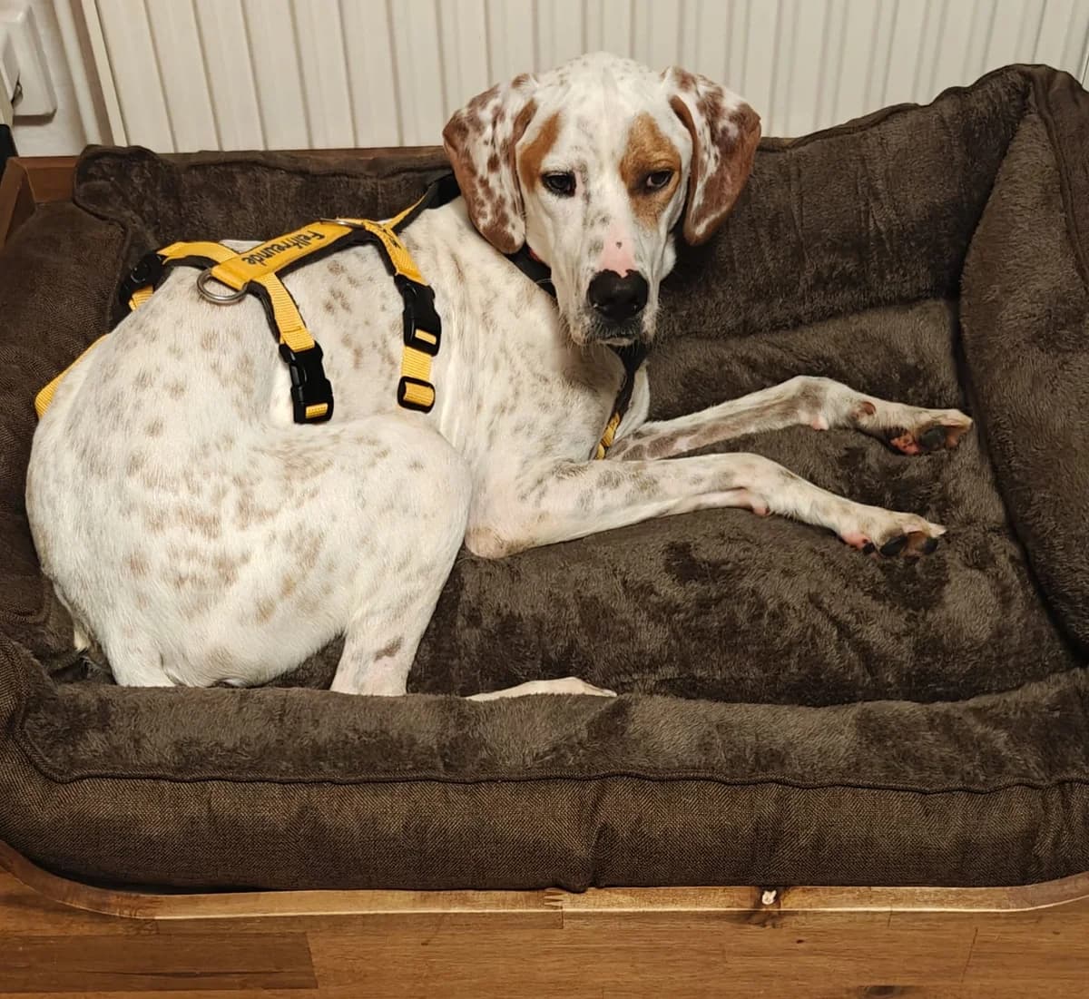 Rico, male Pointer for adoption at Tierschutzverein Furbys FellFreunde, Bornheim