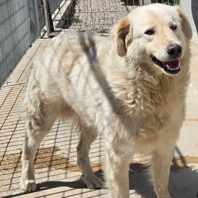 Olaf, male Mixed Breed for adoption at Tierschutzverein Furbys FellFreunde, Bornheim