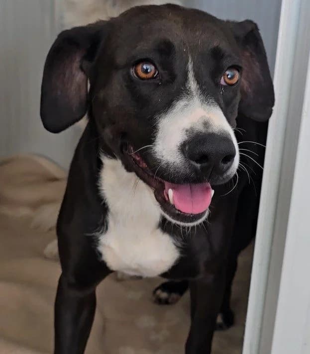 Sofia, female Labrador Retriever for adoption at Tierschutzverein Furbys FellFreunde, Bornheim