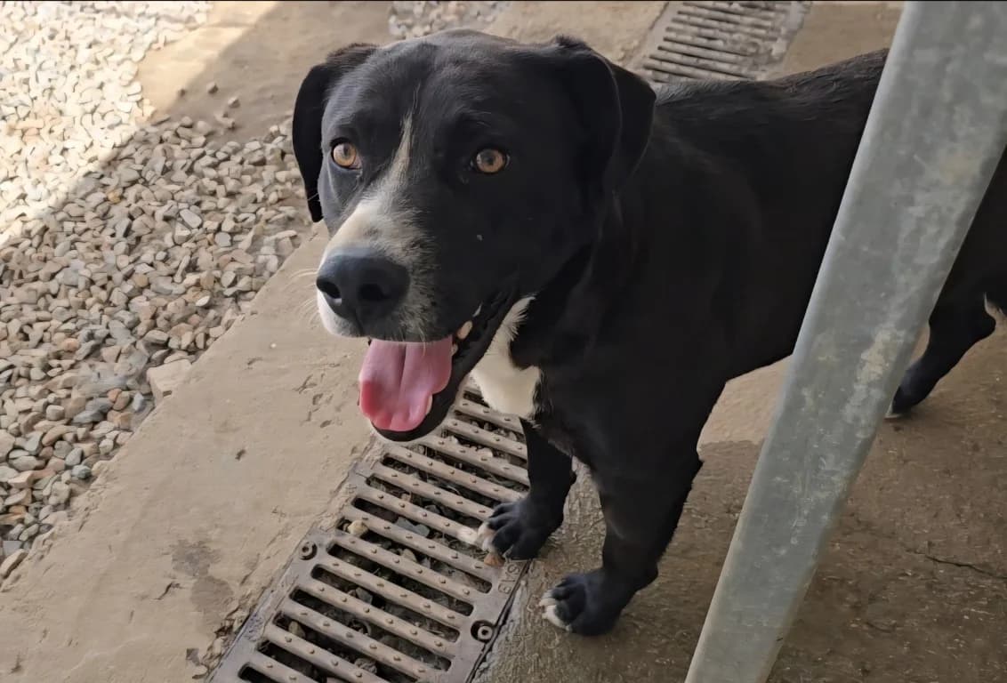 Coco, male Labrador Retriever for adoption at Tierschutzverein Furbys FellFreunde, Bornheim