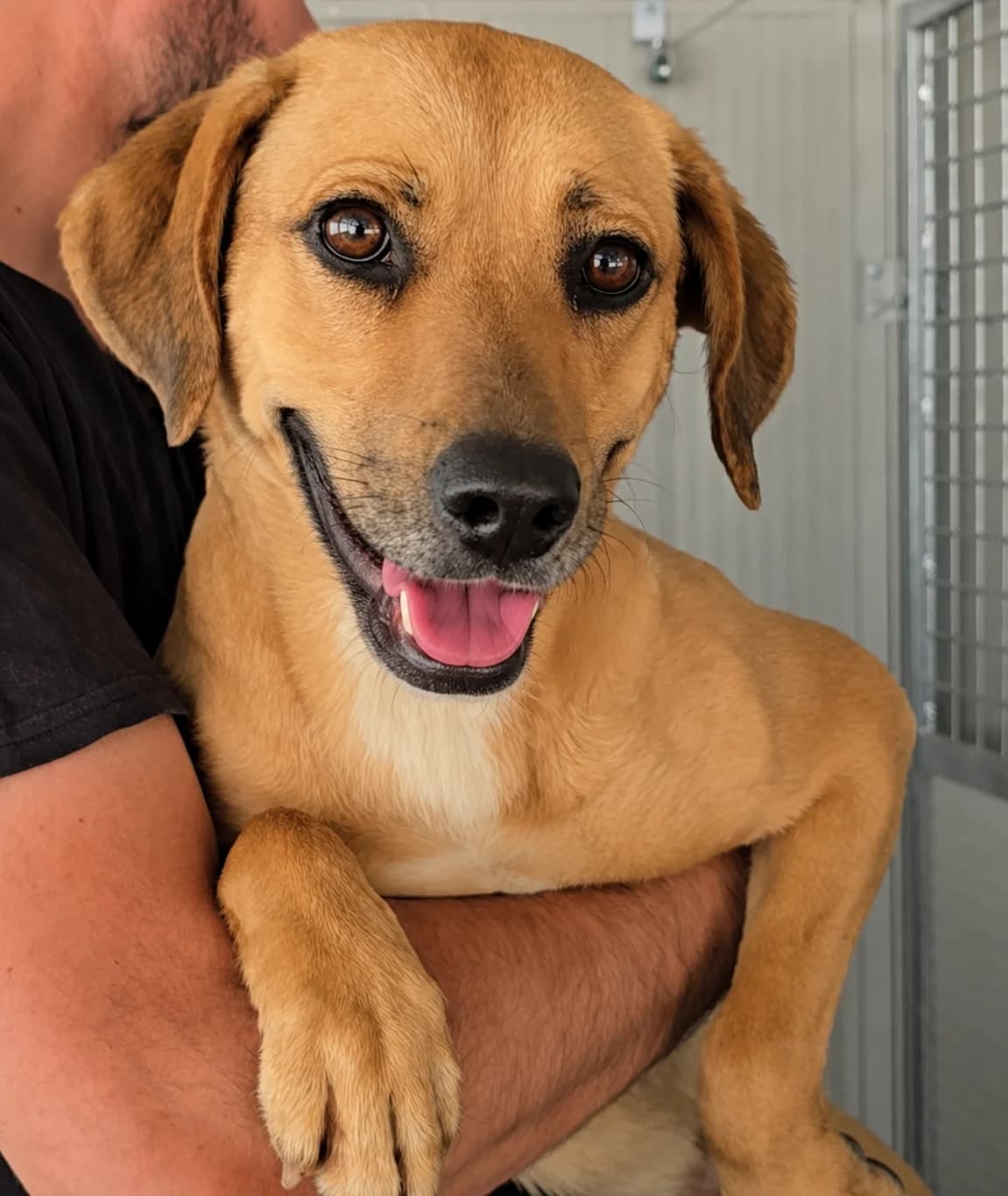Jasmine, female Mixed Breed for adoption at Tierschutzverein Furbys FellFreunde, Bornheim