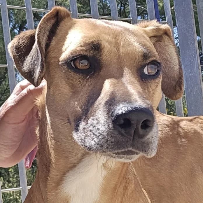Pallina, female Labrador Retriever for adoption at Tierschutzverein Furbys FellFreunde, Bornheim