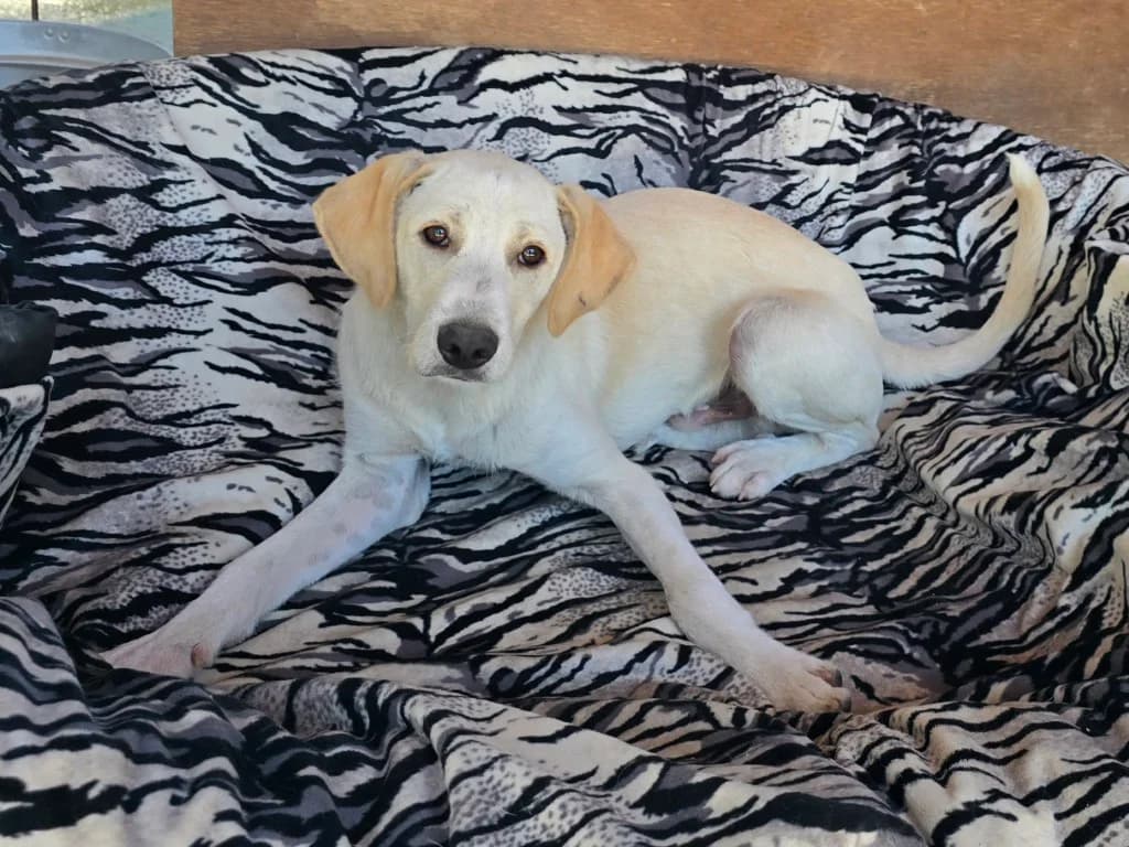 Esso, male Labrador Retriever for adoption at Tierschutzverein Furbys FellFreunde, Bornheim