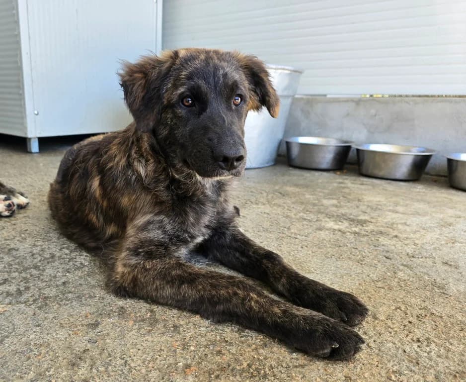 Melody, female Mixed Breed for adoption at Tierschutzverein Furbys FellFreunde, Bornheim