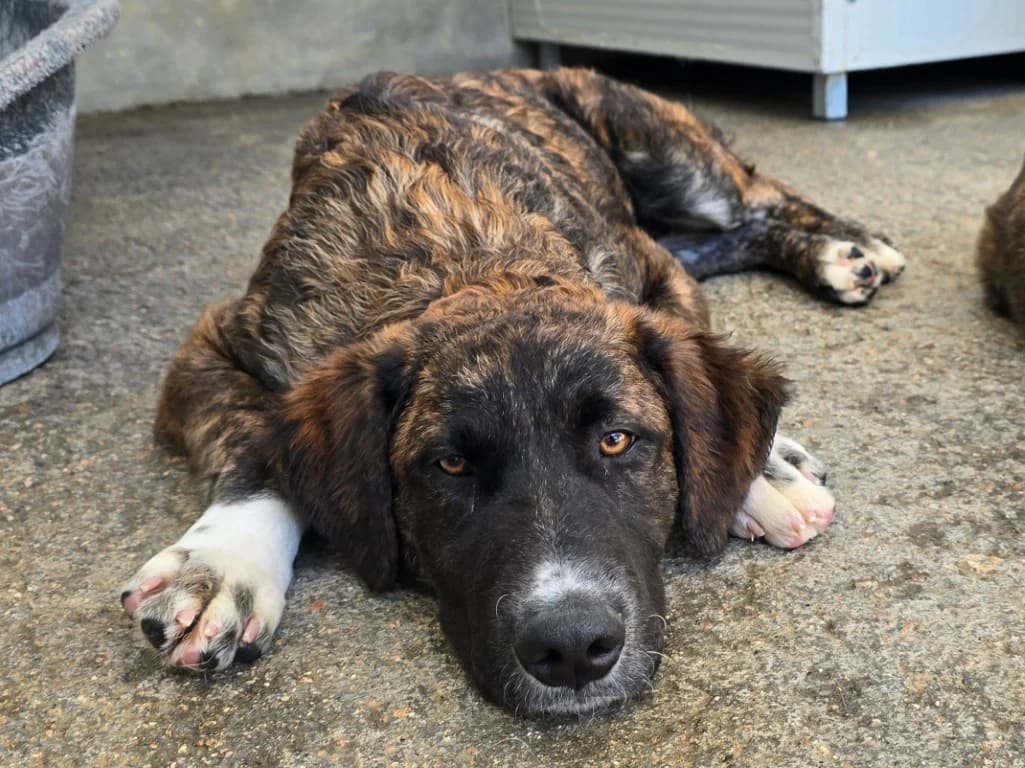 Marroncino, male puppy Mixed Breed for adoption at Tierschutzverein Furbys FellFreunde, Bornheim
