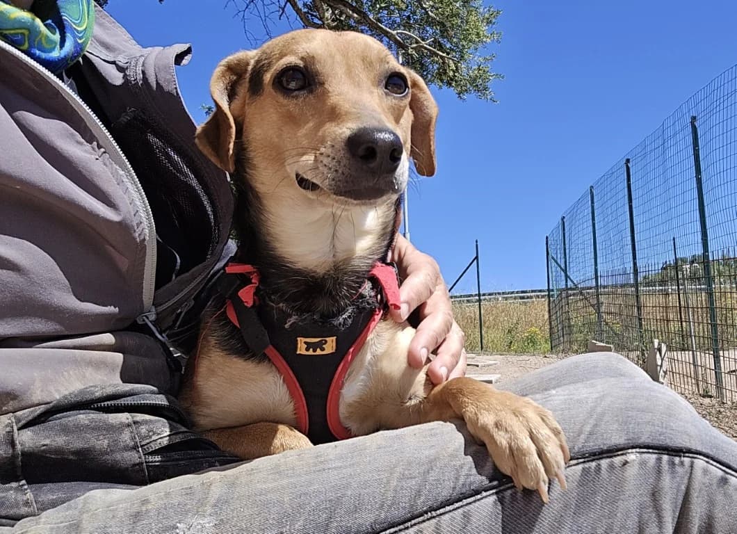 Tyson, male Mixed Breed for adoption at Tierschutzverein Furbys FellFreunde, Bornheim