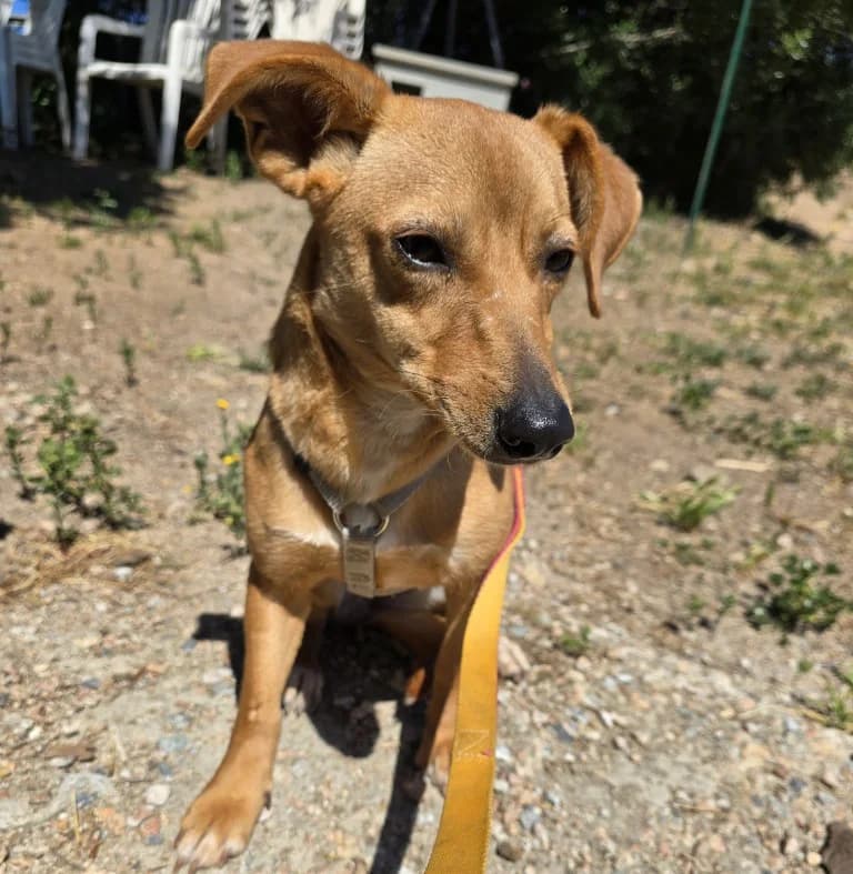 Stellina, female Mixed Breed for adoption at Tierschutzverein Furbys FellFreunde, Bornheim