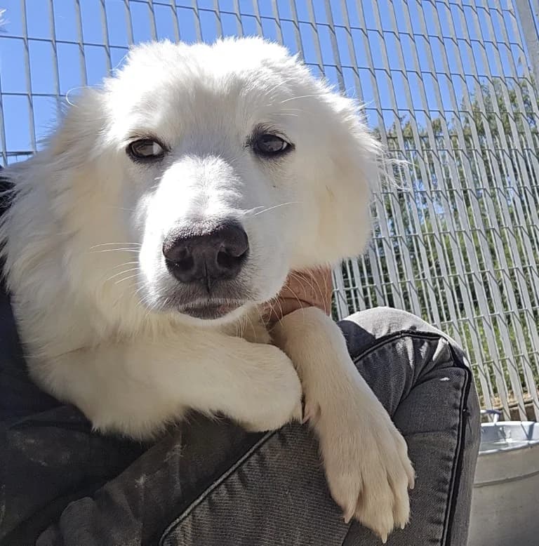 Puma, female Mixed Breed for adoption at Tierschutzverein Furbys FellFreunde, Bornheim