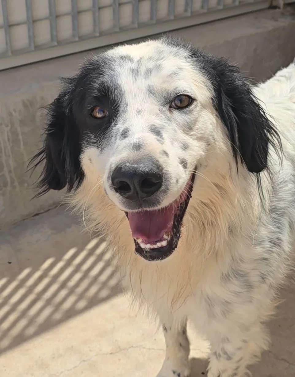 Scallo, male puppy Border Collie for adoption at Tierschutzverein Furbys FellFreunde, Bornheim