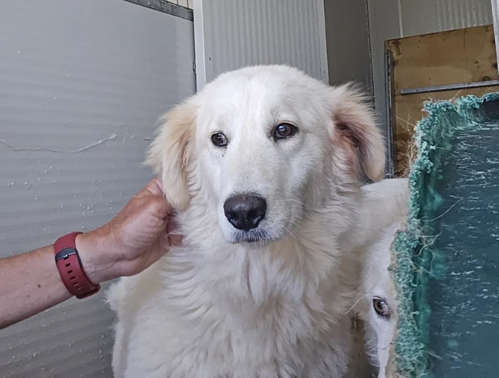 Chanel, female young Mixed Breed for adoption at Tierschutzverein Furbys FellFreunde, Bornheim