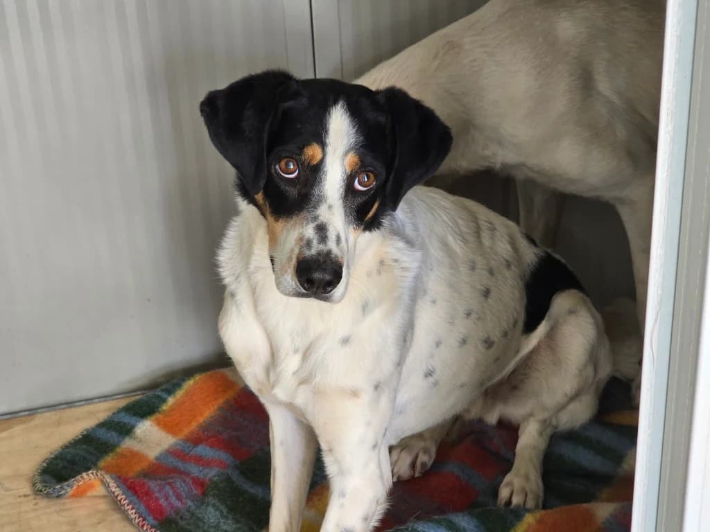 Enas, male Jack Russell Terrier for adoption at Tierschutzverein Furbys FellFreunde, Bornheim