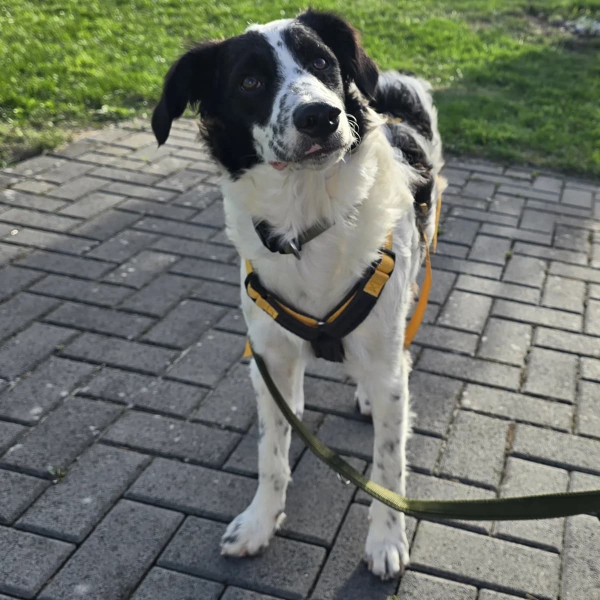 Nic, male puppy Border Collie for adoption at Tierschutzverein Furbys FellFreunde, Bornheim
