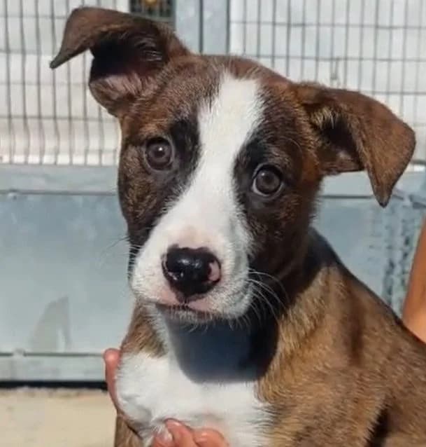 Nora, female puppy Mixed Breed for adoption at Tierschutzverein Furbys FellFreunde, Bornheim