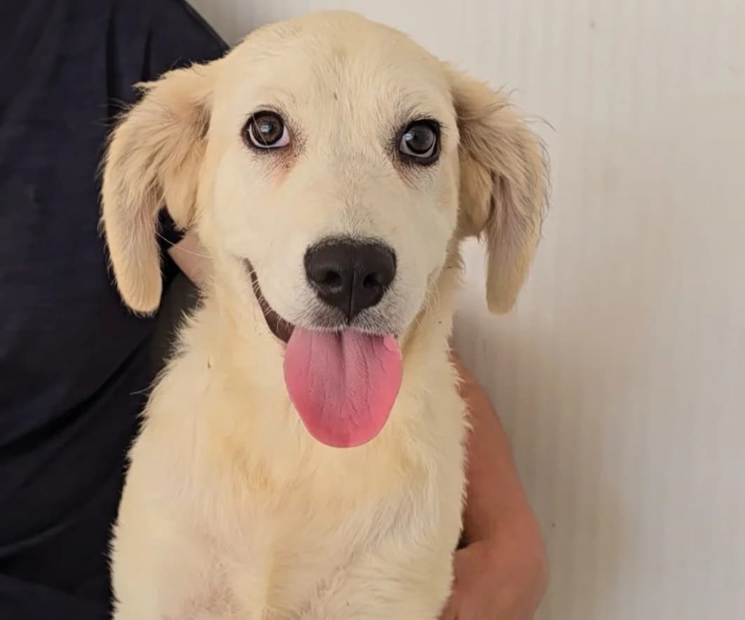 Jamie, beige female puppy Border Collie for adoption at Tierschutzverein Furbys FellFreunde, Bornheim