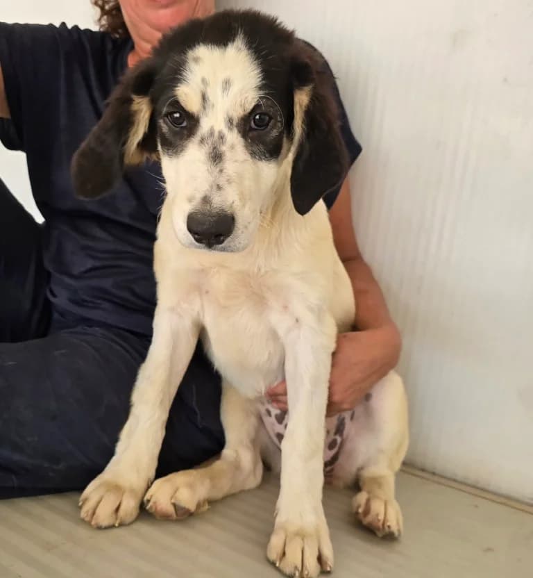 Jessy, female puppy Border Collie for adoption at Tierschutzverein Furbys FellFreunde, Bornheim