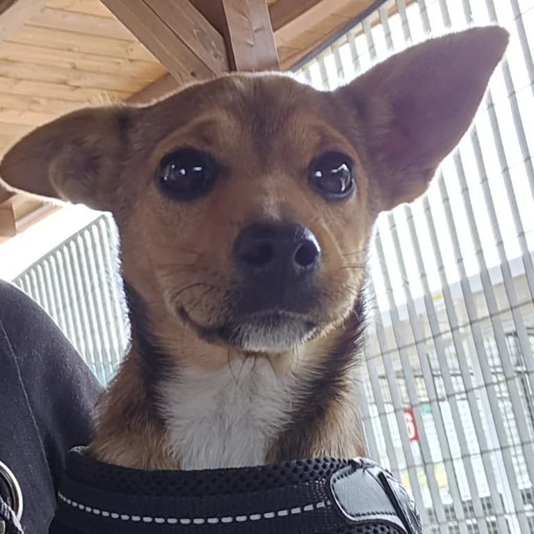 Carotina, female Mixed Breed for adoption at Tierschutzverein Furbys FellFreunde, Bornheim