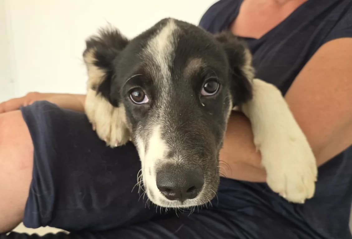 Jabo, male puppy Border Collie for adoption at Tierschutzverein Furbys FellFreunde, Bornheim