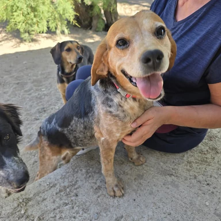 Sugherina, female senior Beagle for adoption at Tierschutzverein Furbys FellFreunde, Bornheim