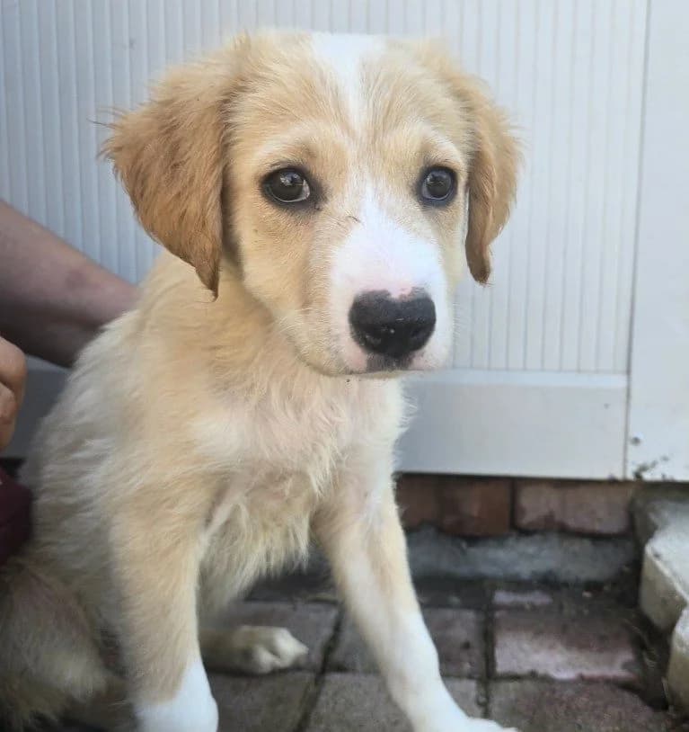 Rihanna, female puppy Labrador Retriever for adoption at Tierschutzverein Furbys FellFreunde, Bornheim
