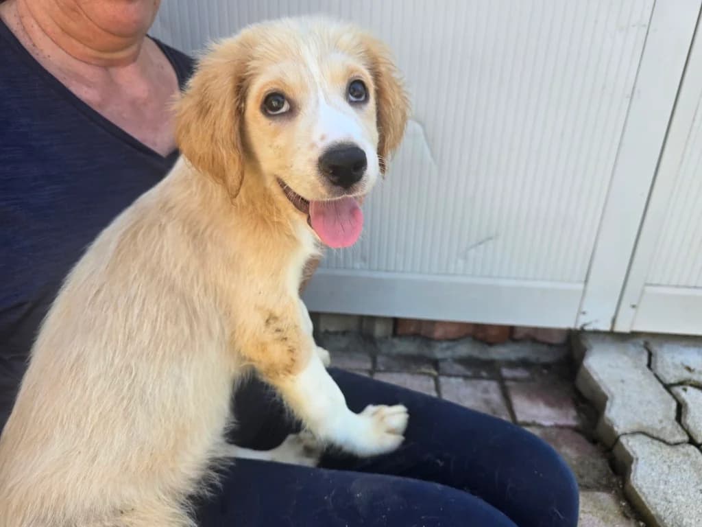 Rosalba, female puppy Labrador Retriever for adoption at Tierschutzverein Furbys FellFreunde, Bornheim