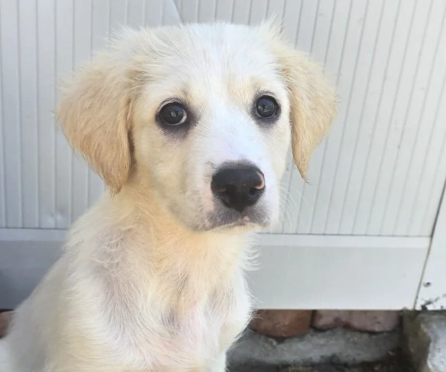 Raffaela, female puppy Labrador Retriever for adoption at Tierschutzverein Furbys FellFreunde, Bornheim