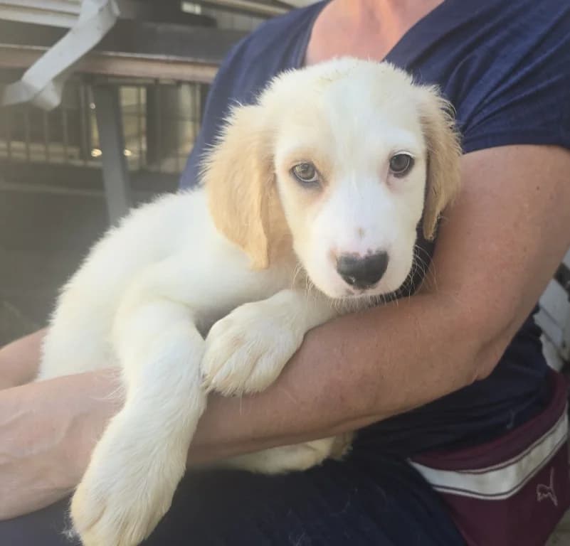 Raniero, male puppy Labrador Retriever for adoption at Tierschutzverein Furbys FellFreunde, Bornheim