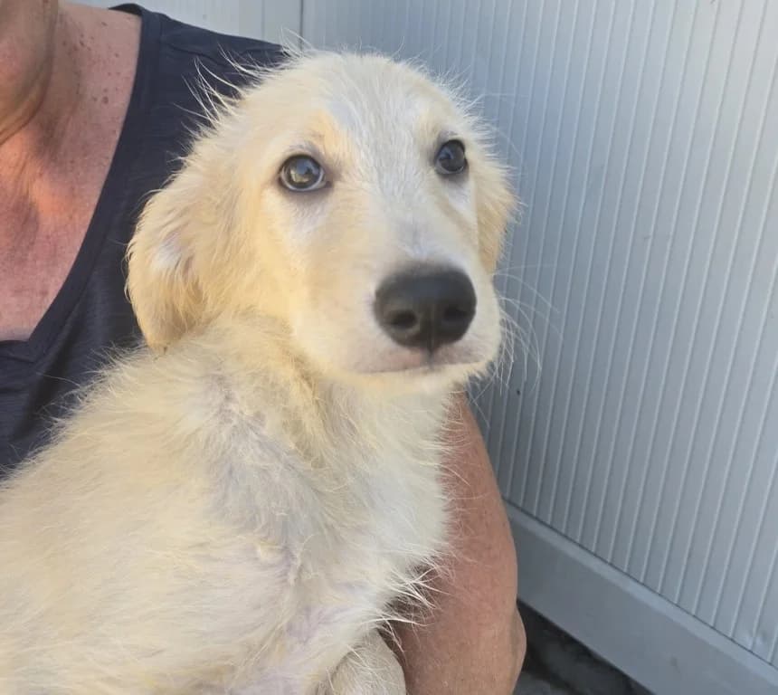 Perdita, female puppy Labrador Retriever for adoption at Tierschutzverein Furbys FellFreunde, Bornheim