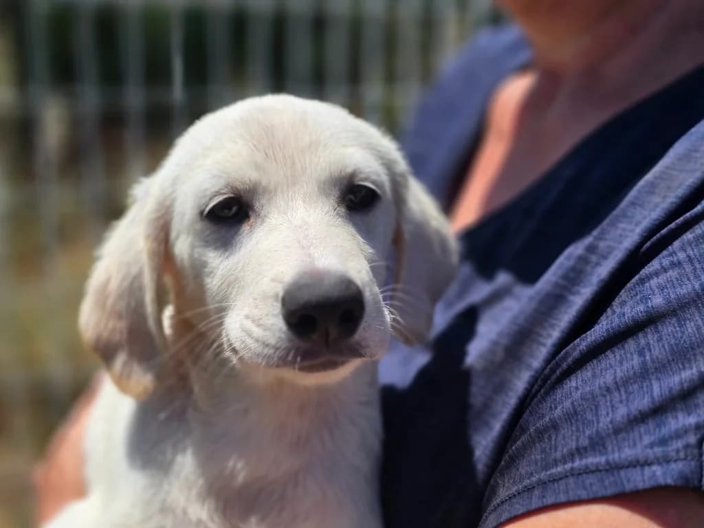 Pink, weiร female puppy Labrador Retriever for adoption at Tierschutzverein Furbys FellFreunde, Bornheim
