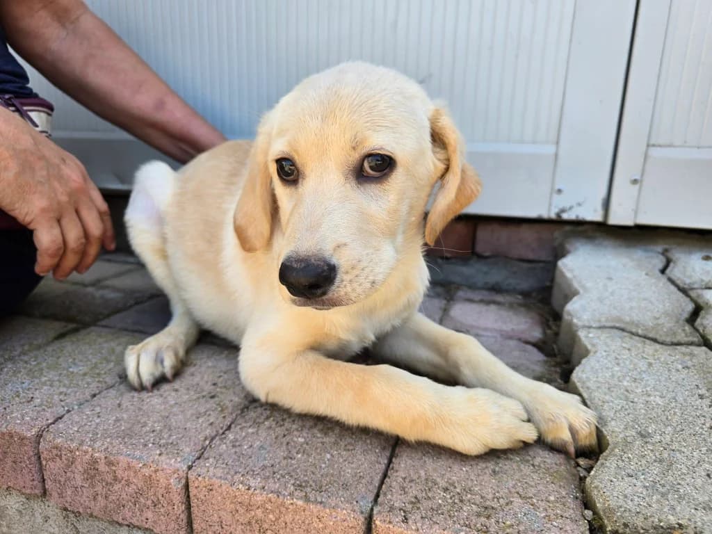 Pierina, female puppy Labrador Retriever for adoption at Tierschutzverein Furbys FellFreunde, Bornheim