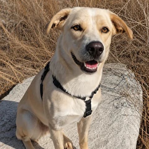 Jolie, female Labrador Retriever for adoption at Tierschutzverein Furbys FellFreunde, Bornheim