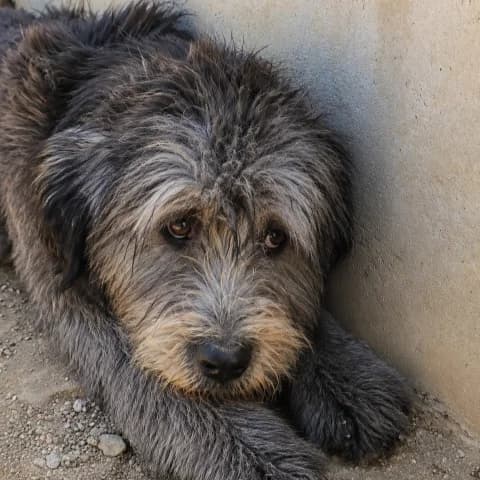 Dina, female Mixed Breed for adoption at Tierschutzverein Furbys FellFreunde, Bornheim
